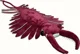 anomalocaris