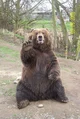 Brown Bear 
