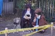 Ranpo and Poe