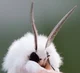 Moth