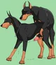 Security Doberman