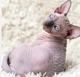 sphynxling