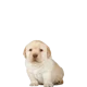 Pancracio