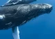 Bowhead Whale