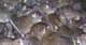 An Army Of Rats