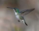 Hummingbird 