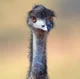 Australian Emu