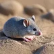 Allied mouse