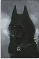 Black wolf 