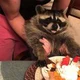Raccoon