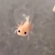 Axolotl 
