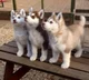 Huskys