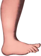 The Foot