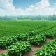 Potato Farm