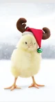 Christmas Chick