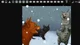 Warrior cats xmas2