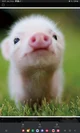 Piggy