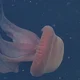 Phantom JellyFish