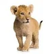 Lion cub