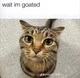 goated cat