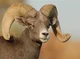 Big Horn Sheep