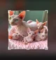 Sphynx cat