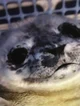 Squire smug seal