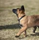 Belgian Malinois pup