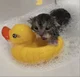 Bathing cat