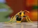 Winnie the Wasp