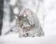 Wild Lynx