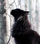 Gato alfa