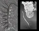 Hallucigenia -AOT-