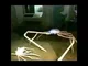 Japanese Spider crab