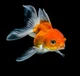 Yumi The Goldfish