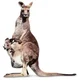 Kangaroos for sale