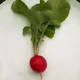 Sentient Radish