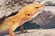 -Leopard Geckos-