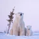Polar bear