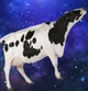 cow in space