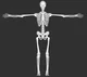 Skeleton