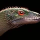 Dinosaur times
