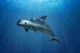 Menow the vaquita
