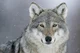 A wolf