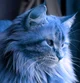 Cato the blue cat