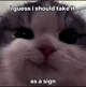Depressed Cat
