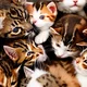 Litter of Kitties