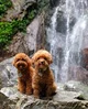 Poodle waterfall tf