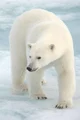 Polar bear