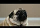 Puggy